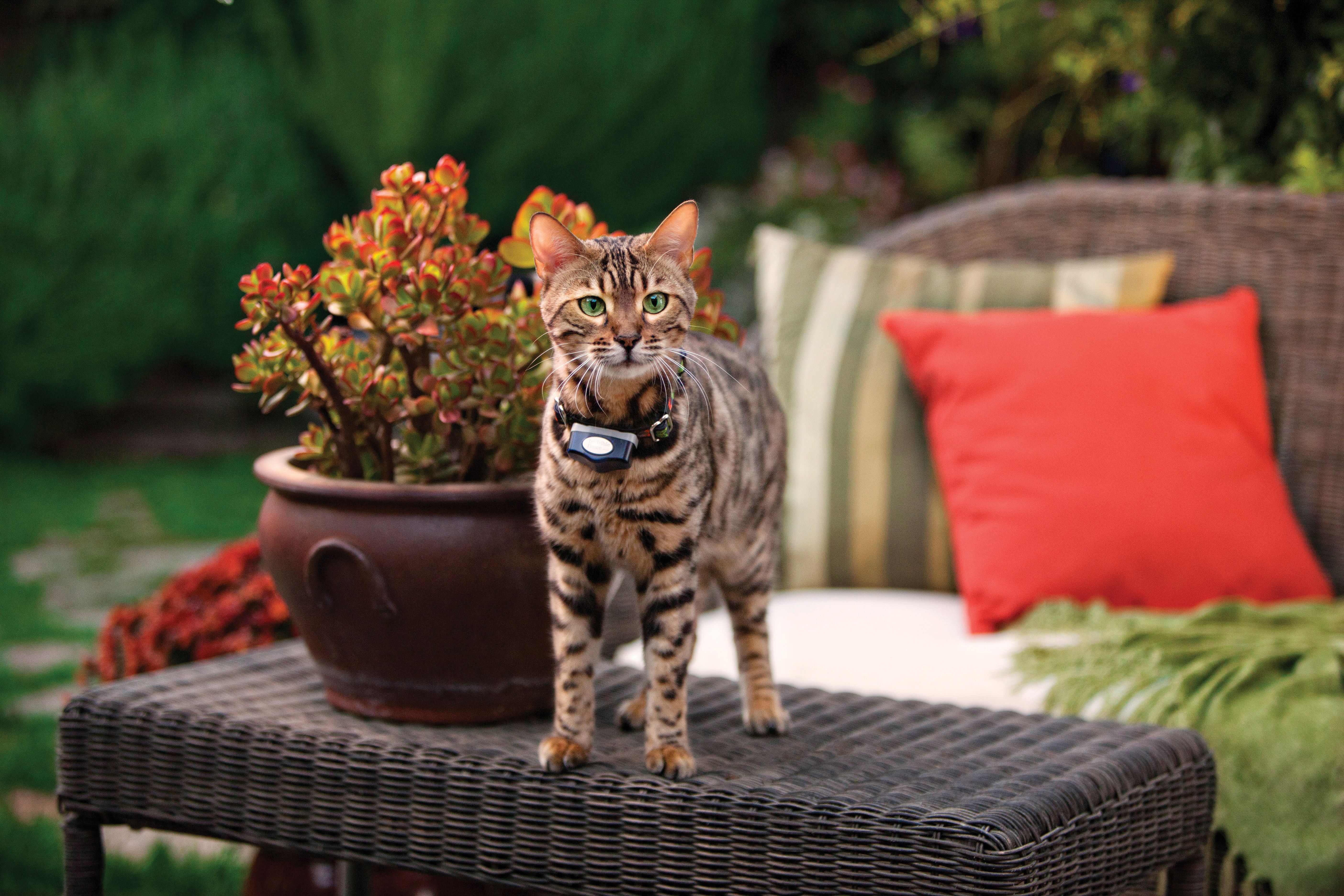 Designed for Curious Cats Too 