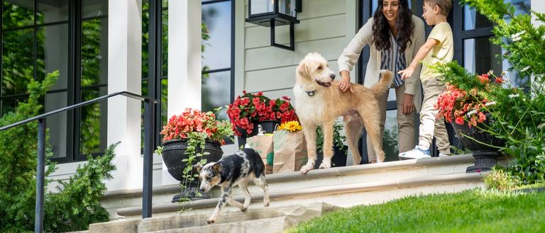 women lets dogs out to play in their yard in their invisible fence