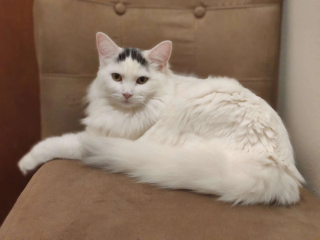 Turkish Van White