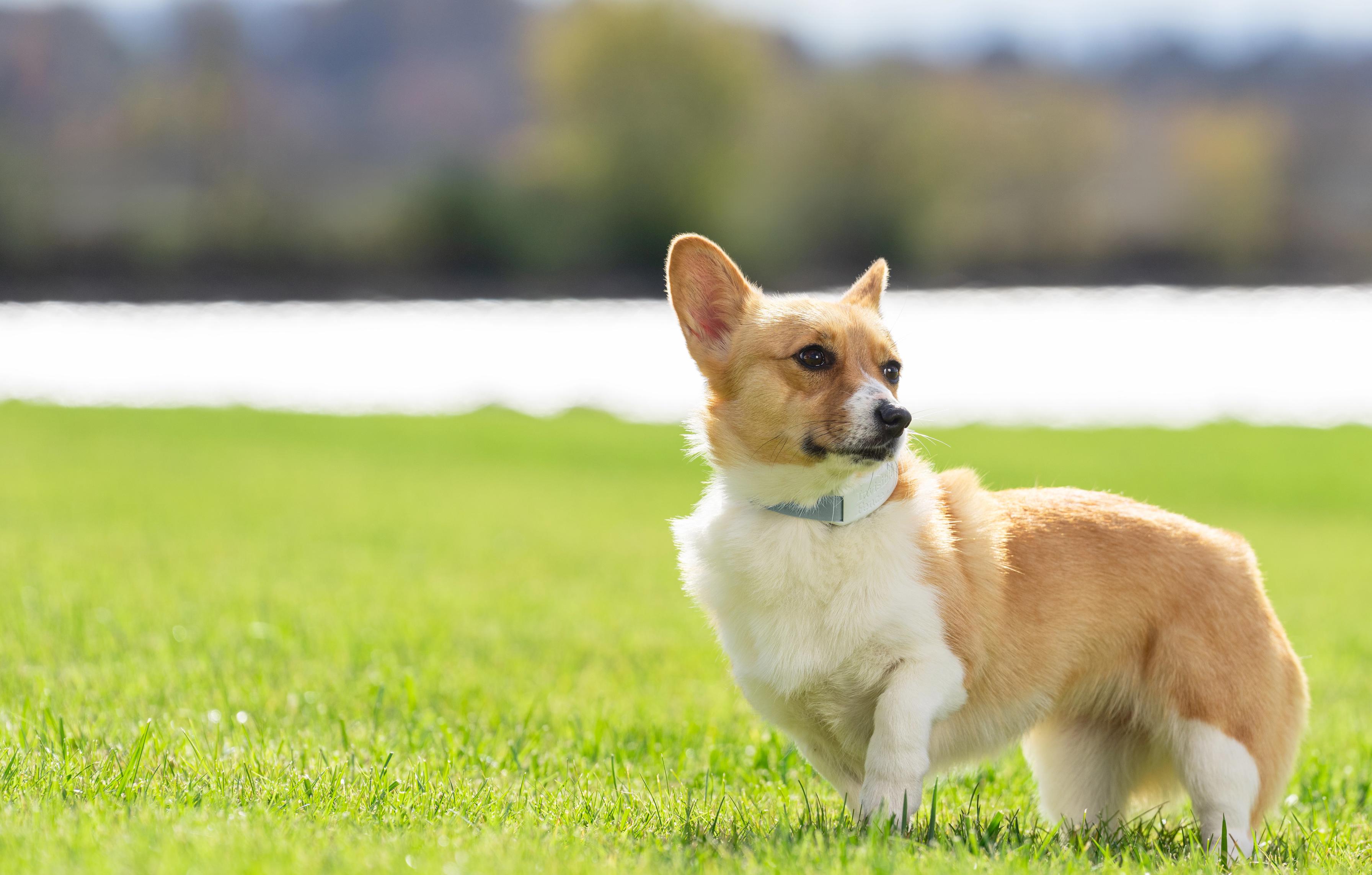 Corgi stands in the yard wearing an invisible fence gps dog collar