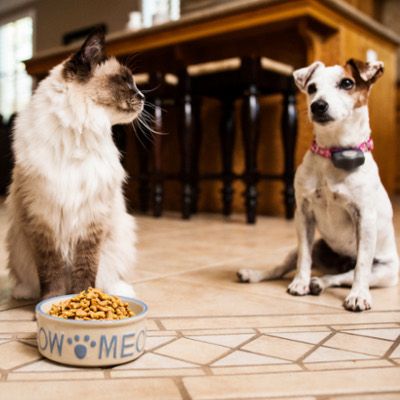 stop dog from eating cat food