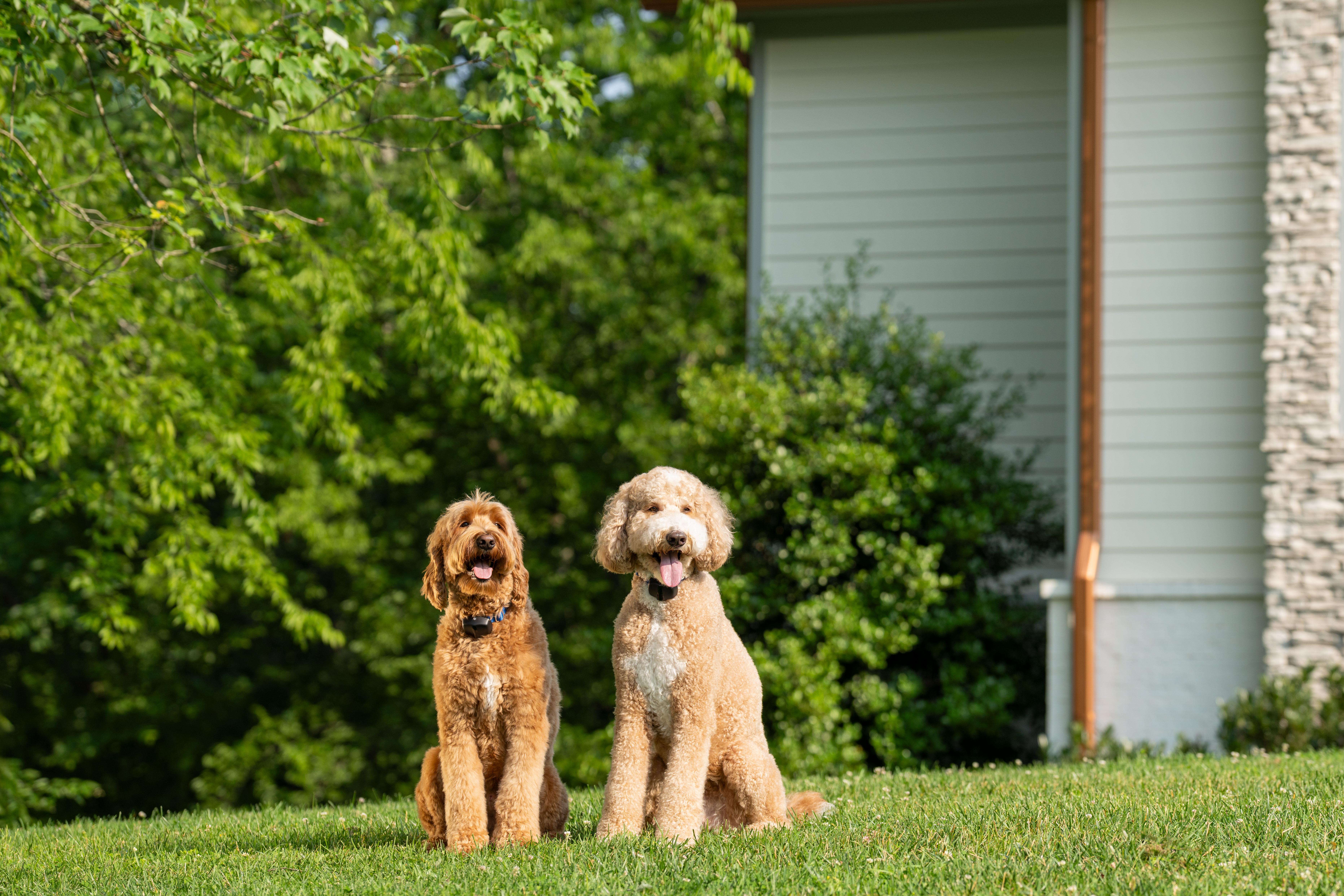 goldendoodles sit in yard with invisible fence pet containment system