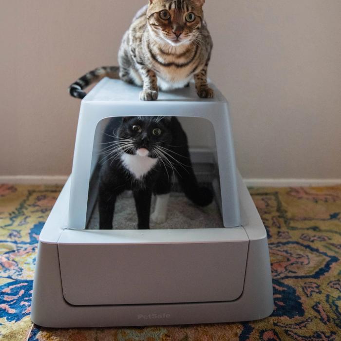 cats