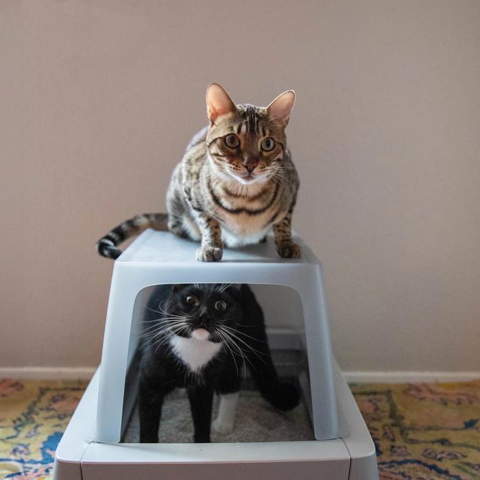 cats