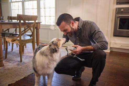 Man crouches next to Australian shepherd to place invisible fence gps collar on the dog