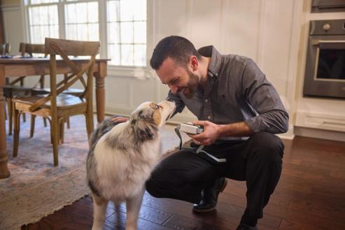 Man crouches next to Australian shepherd to place invisible fence gps collar on the dog