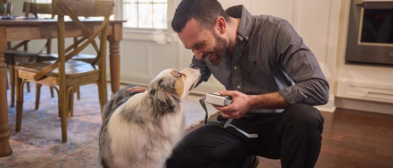 Man crouches next to Australian shepherd to place invisible fence gps collar on the dog