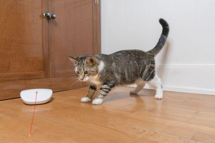 Cat and Laser Light