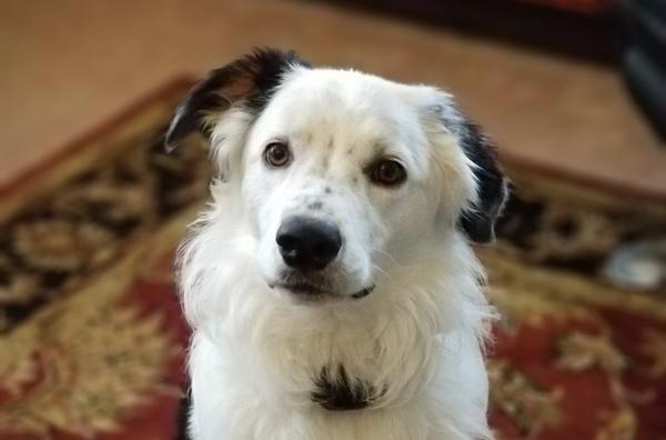 White and black dog wearing YardMax in-ground fence collar