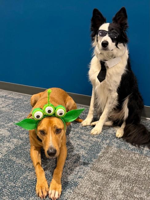 Tan dog wearing alien costume and black and white border collie wearing glasses and a necktie