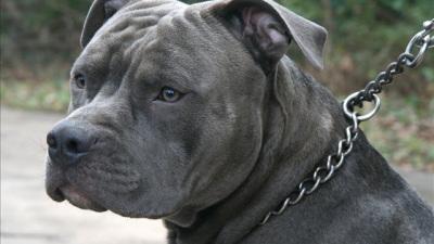 Does Your Community Take Care of Its Animals?