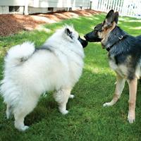 dogs sniffing each other's faces