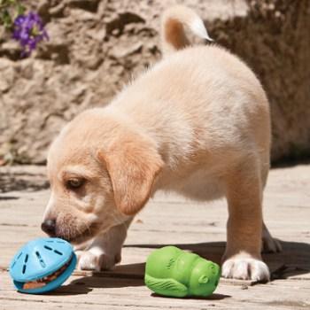 best dog toy