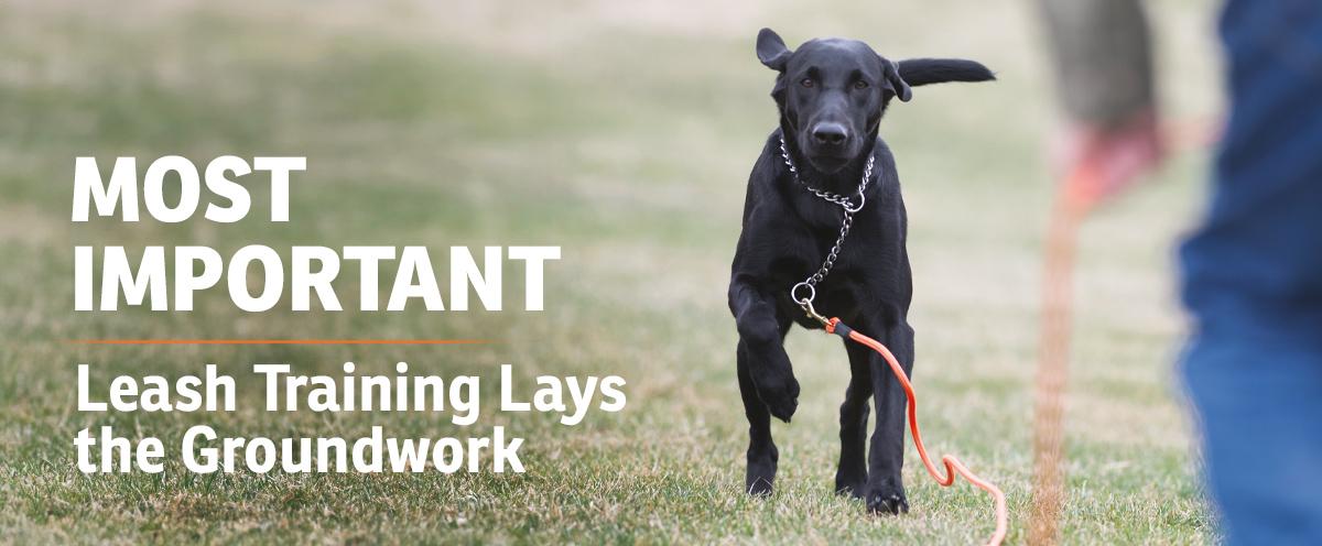 Most Important - Leash training lays the groundwork. Young black lab returning to trainer on long line and training chain with tail wagging