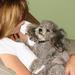 dog spleen tumor chances