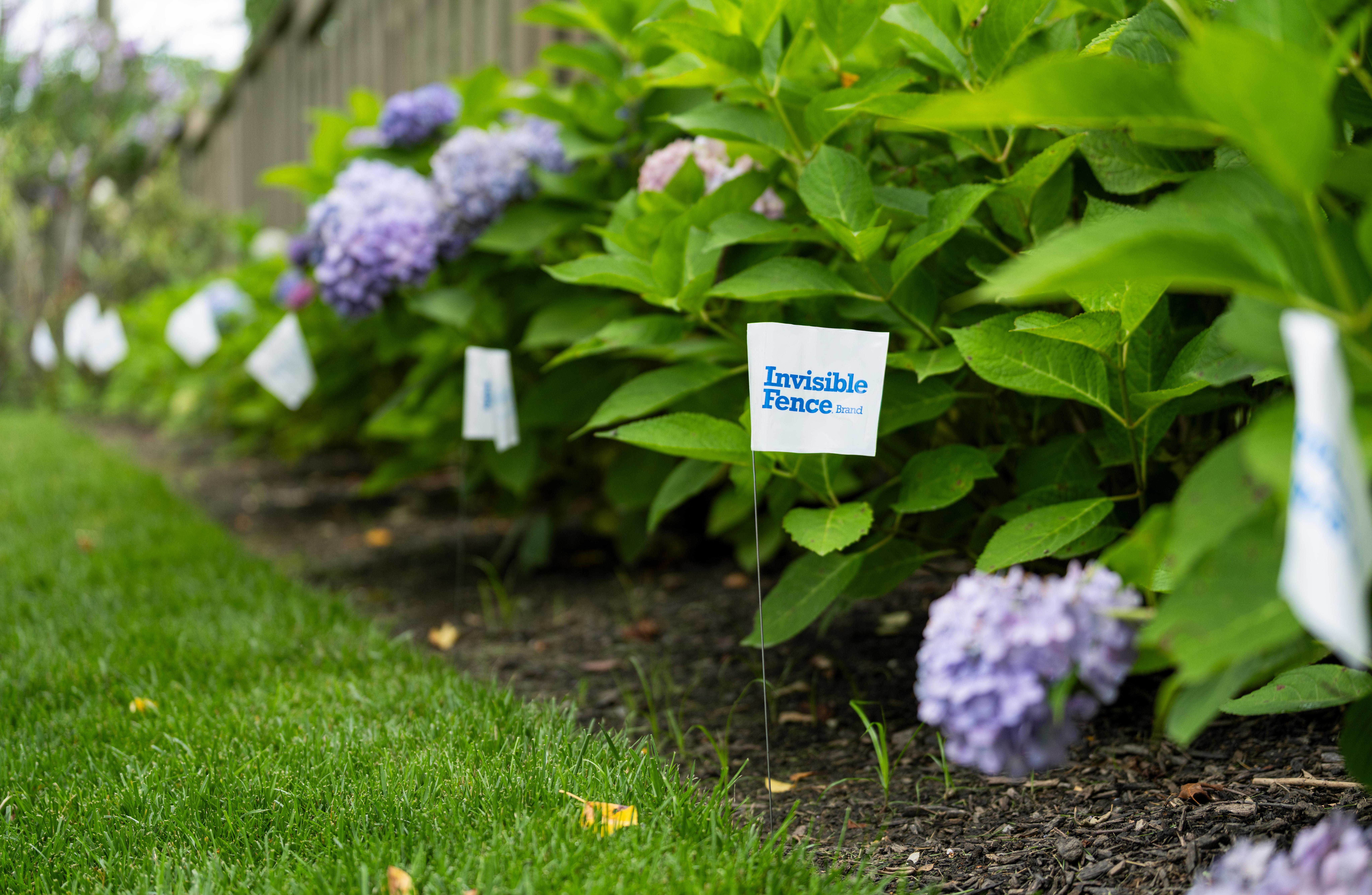 white invisible fence flags place in a garden bed