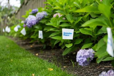 Invisible Fence Brand flag marking boundary along flower bed.