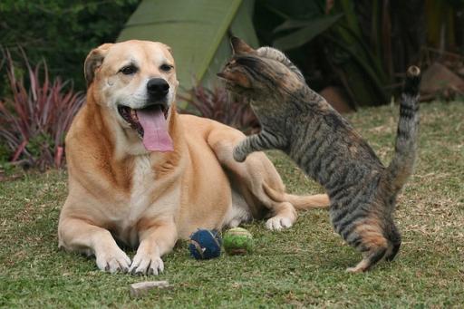 Cat and dog playing