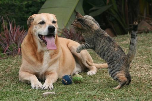 Cat and dog playing