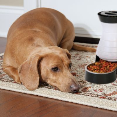 which dog food is best for overweight dogs
