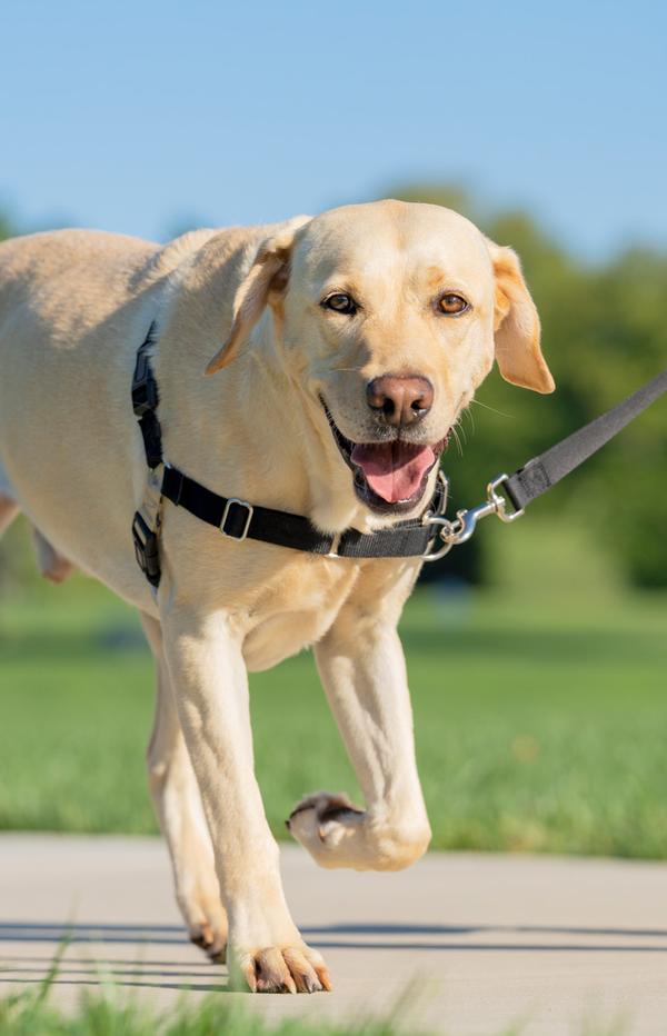 richiamo pubblicitario