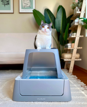 cat and automatic litter box