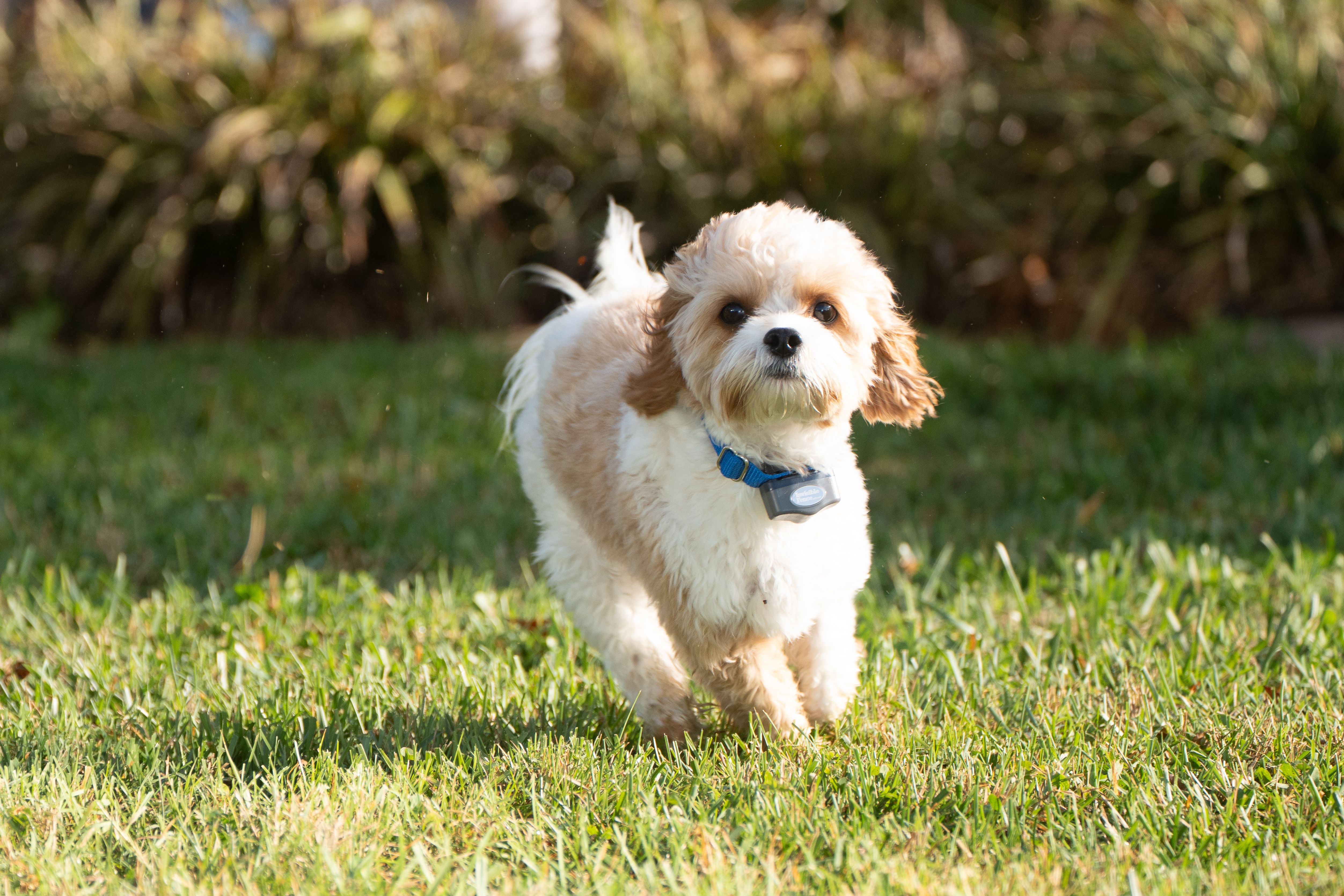 Cavapoo runs in the yard wearing invisible fence collar 