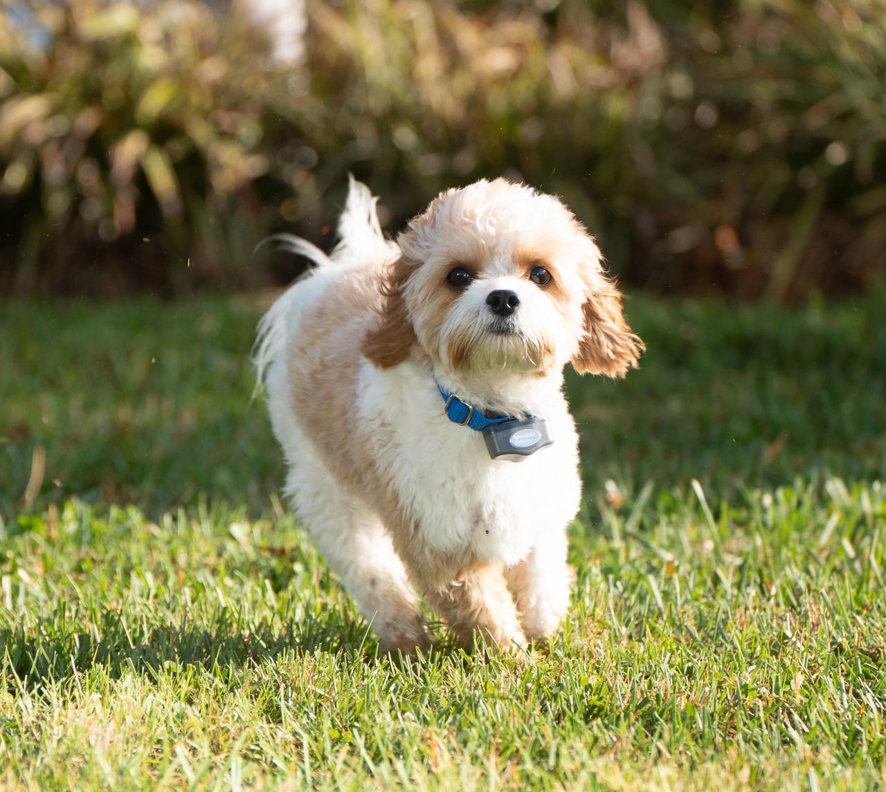 Cavapoo runs in the yard wearing invisible fence collar