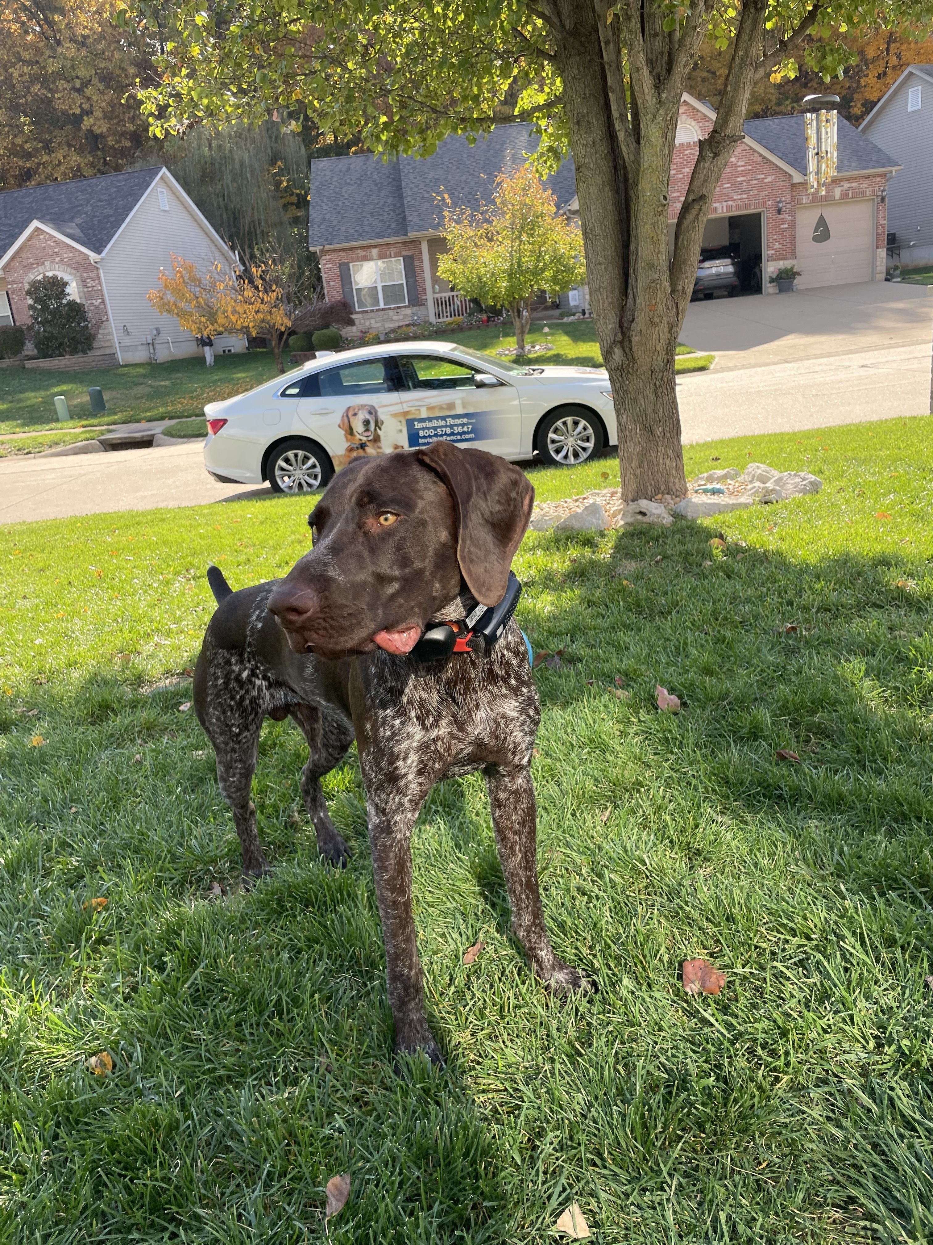 dog wears his invisible fence collar in the yard with invisible fence car in background