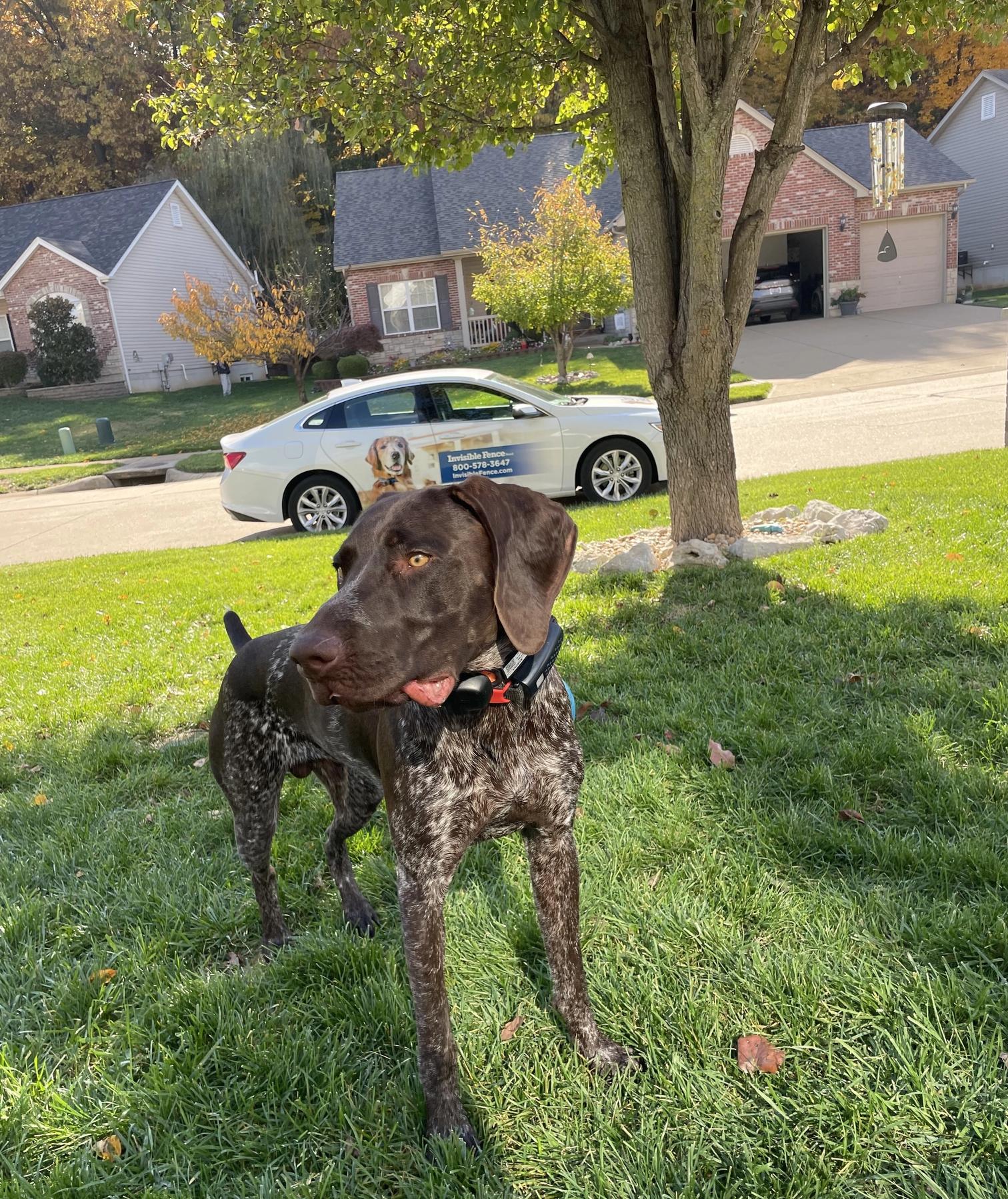 dog wears his invisible fence collar in the yard with invisible fence car in background