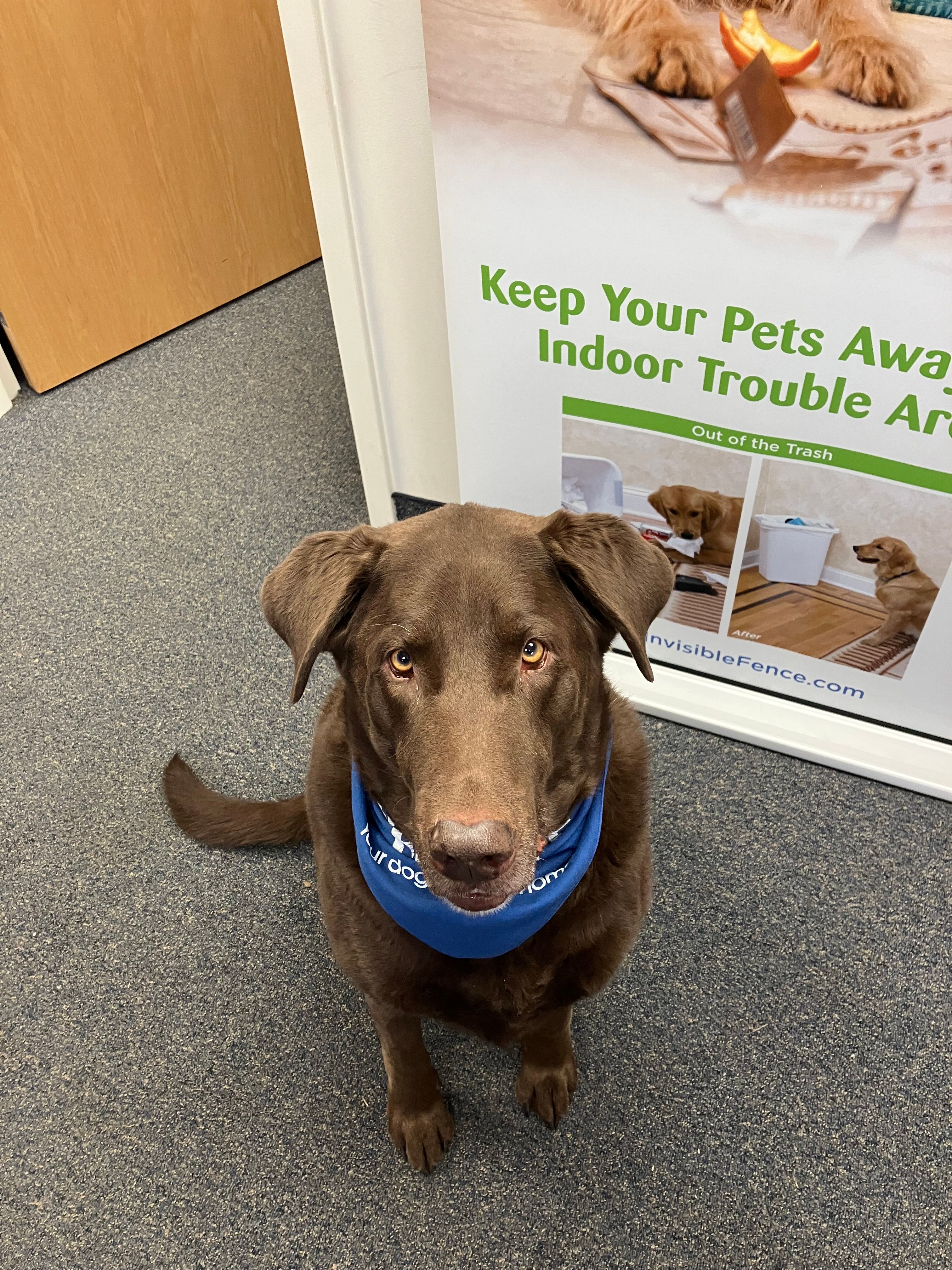 dog sits wearing invisible fence bandana 