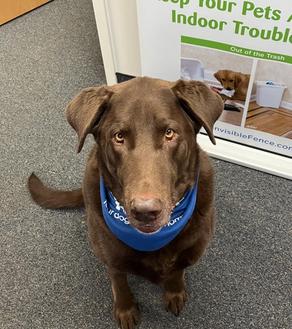 dog sits wearing invisible fence bandana