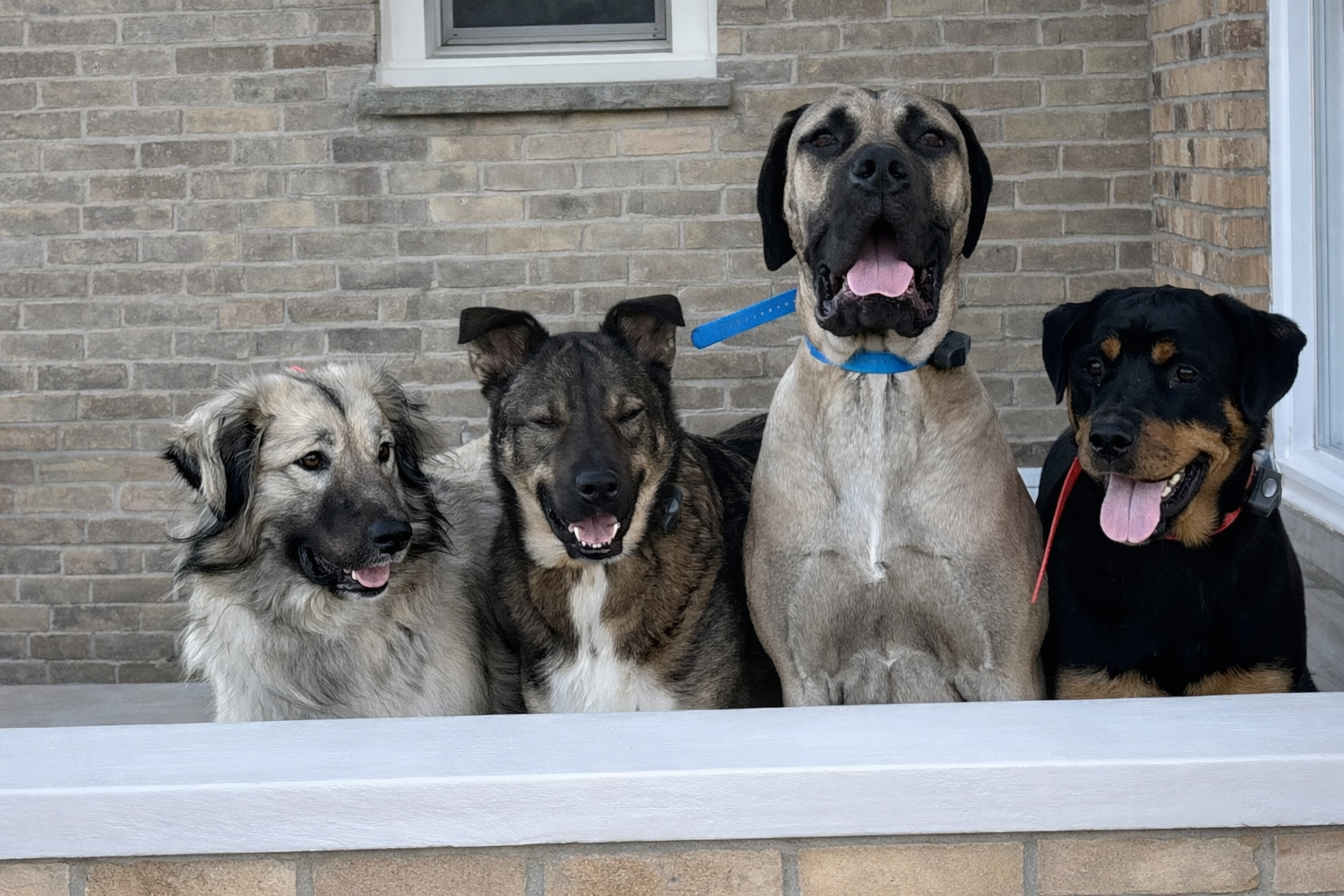 four dogs pose in their invisible fence collars