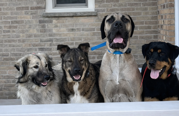 dog wears his invisible fence collar in the yard with flags in the foreground
