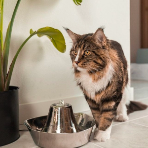 cat and pet fountain