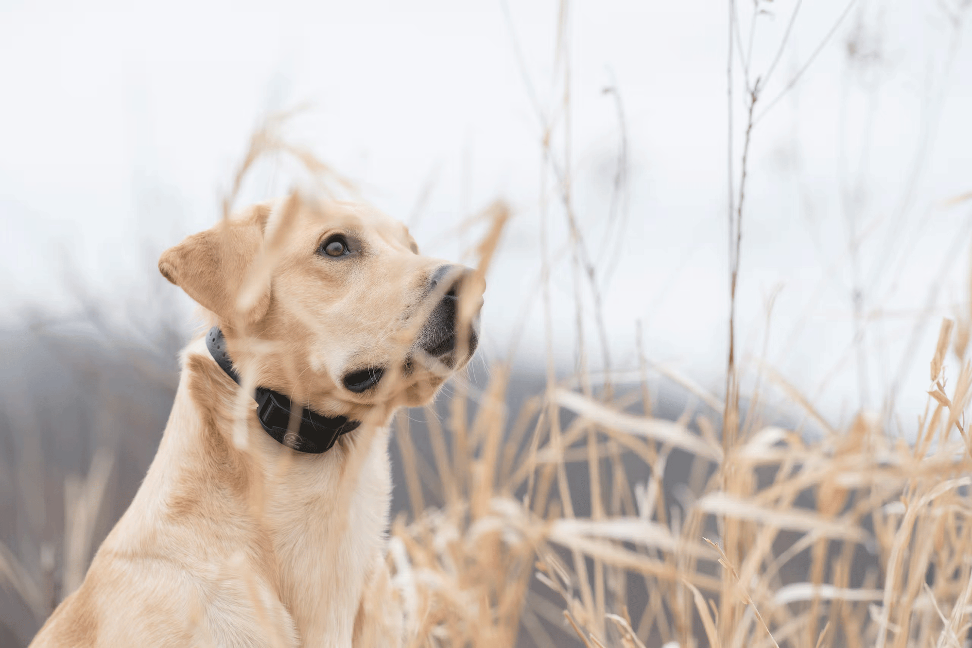 yellow lab in black e-collar sitting behind tall grass looking to sky