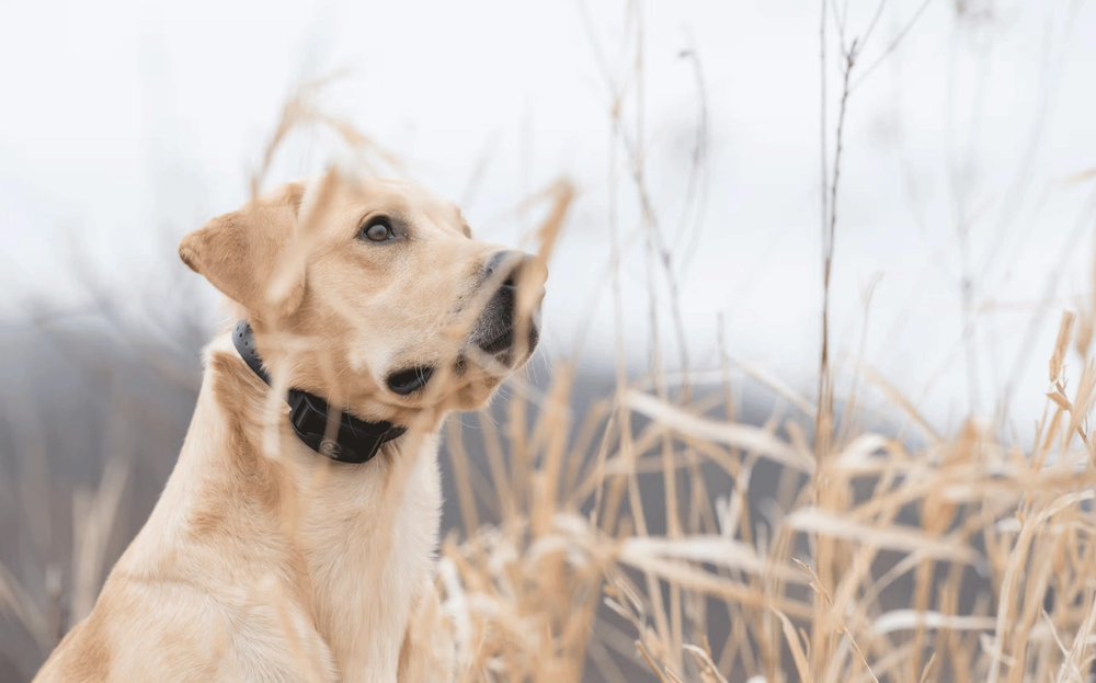 yellow lab in black e-collar sitting behind tall grass looking to sky