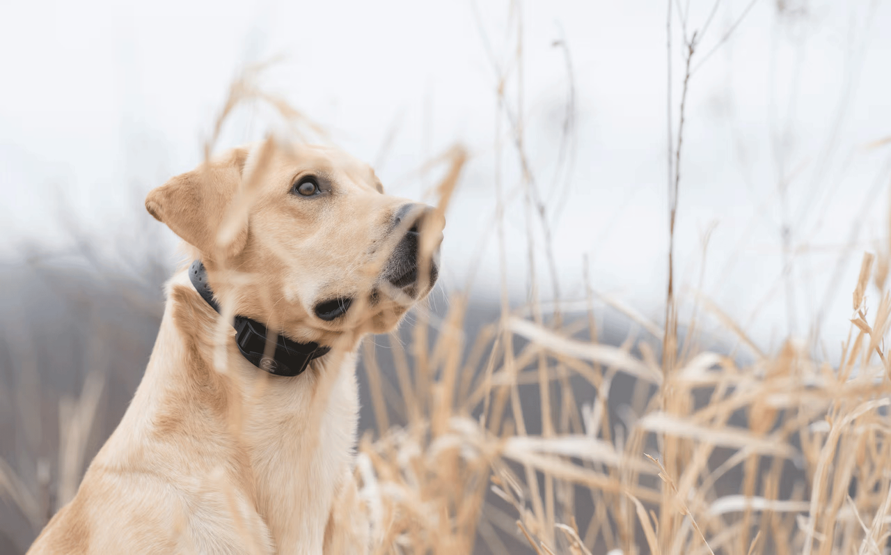 yellow lab in black e-collar sitting behind tall grass looking to sky