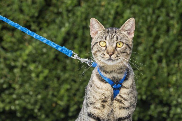 Cat on Leash