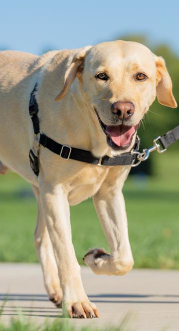 richiamo pubblicitario