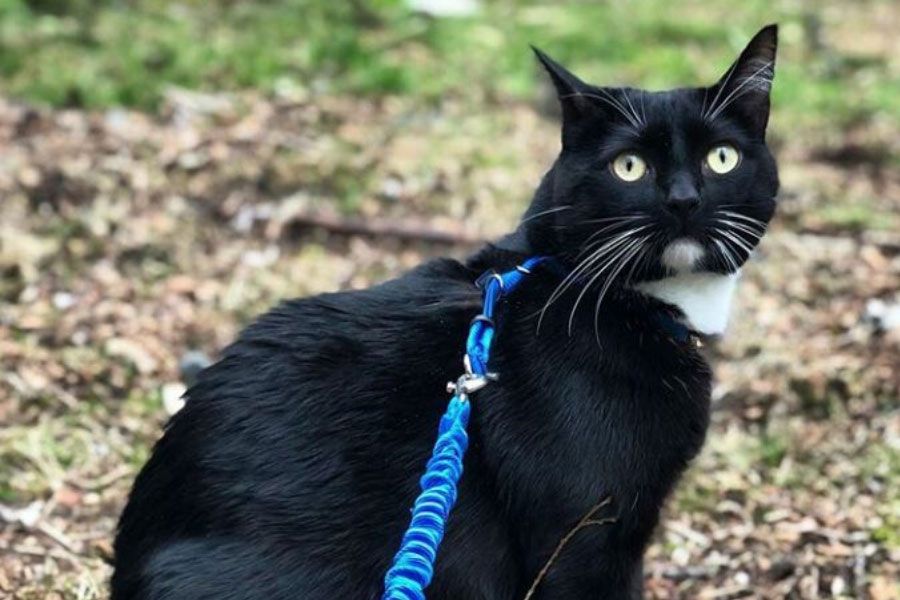 cat with harness and leash