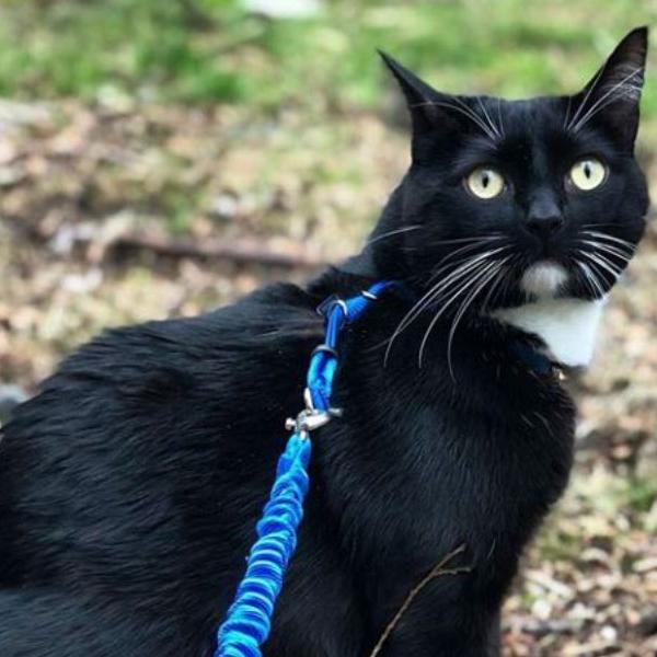 spay and neuter cat
