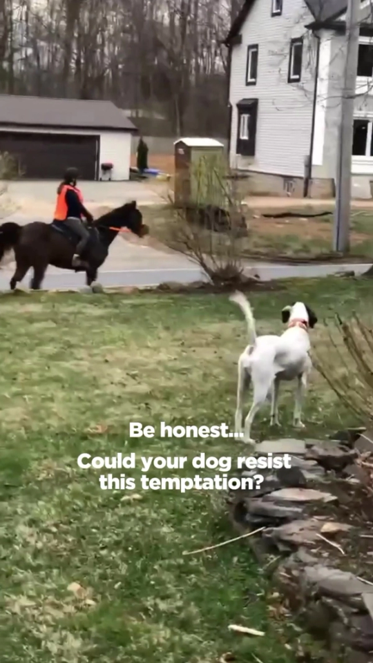 Real-Life Distractions: Every Reason to Bolt and Didn't