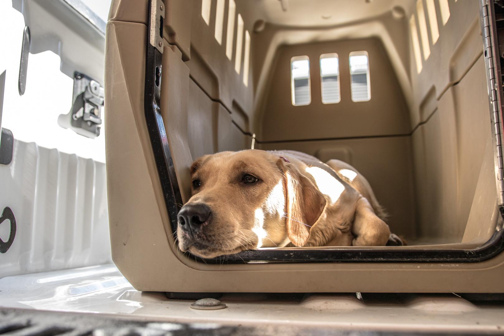 Yellow lab laying down calmly in crate