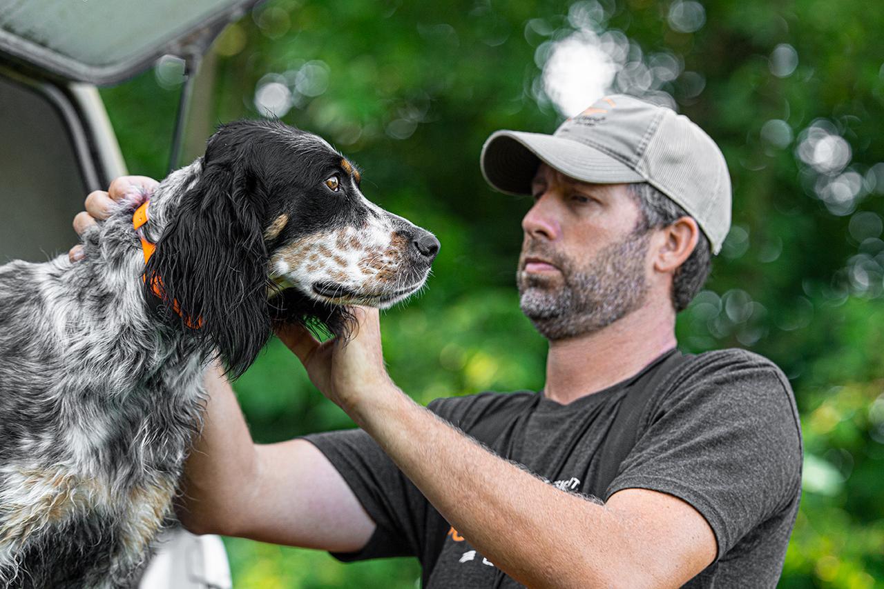 man checking fit of E-collar on English Setter who is standing on tailgate of truck