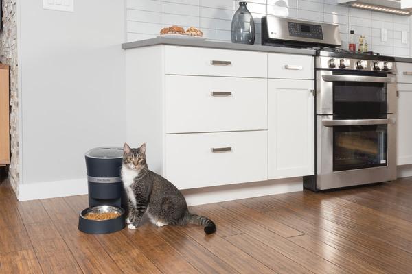 cat by feeder