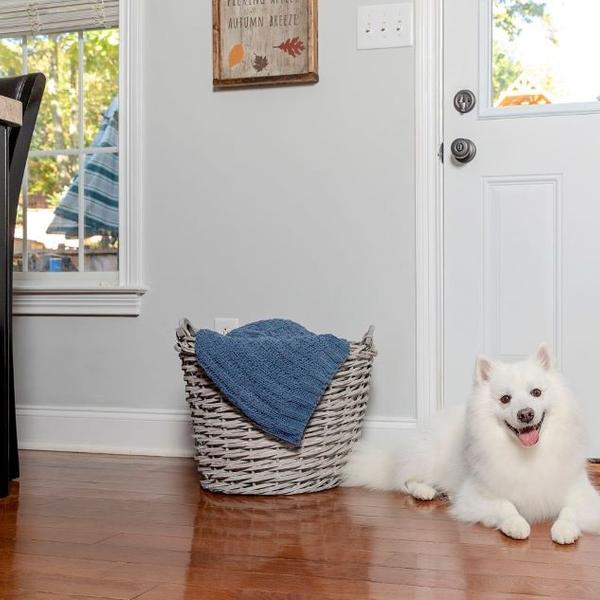 petsafe article
