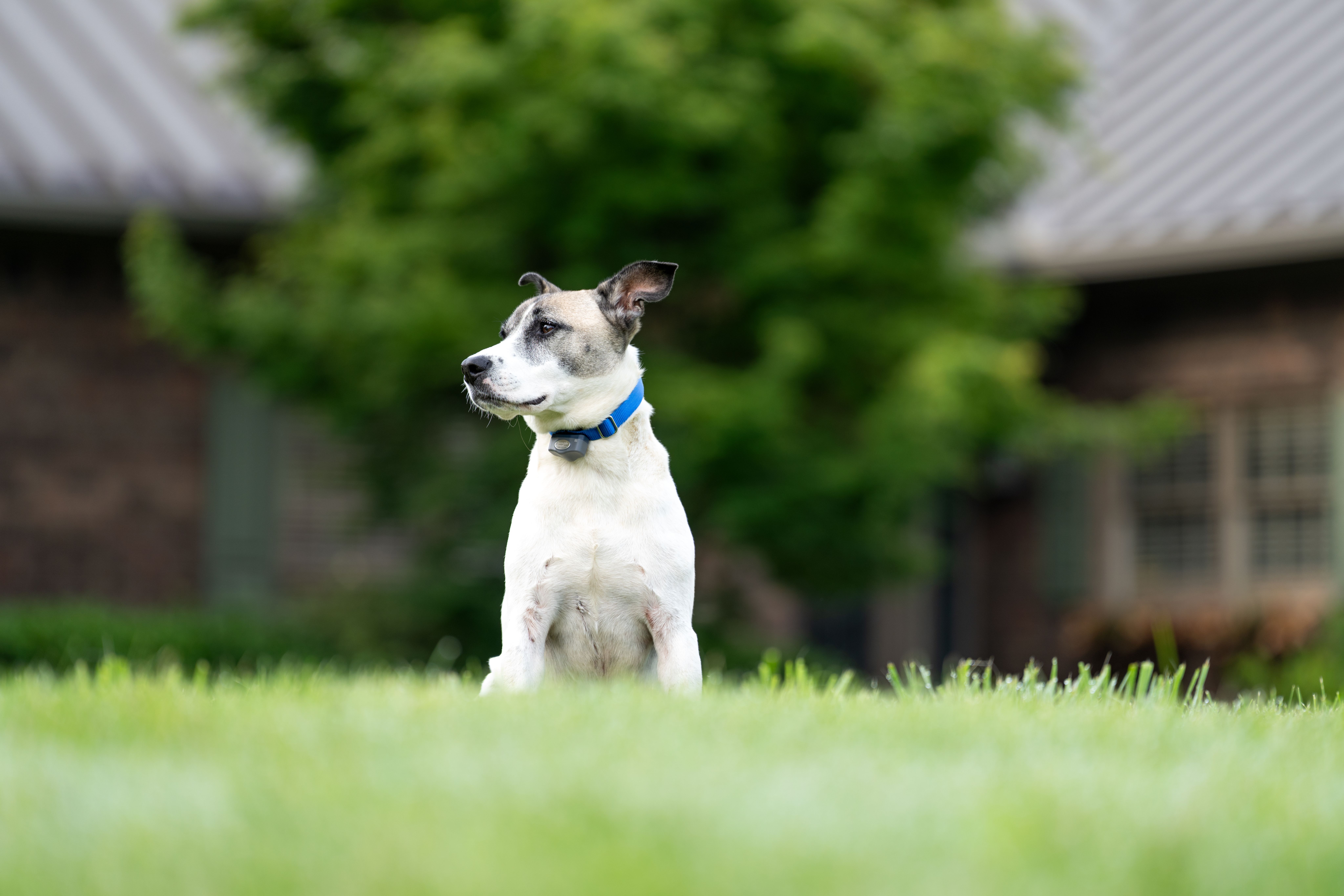 Gray and white mixed breed dog sitting in yard wearing Invisible Fence Brand collar. 