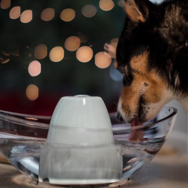 Should you vaccinate your dog against canine influenza? Questions and answers about dog flu.