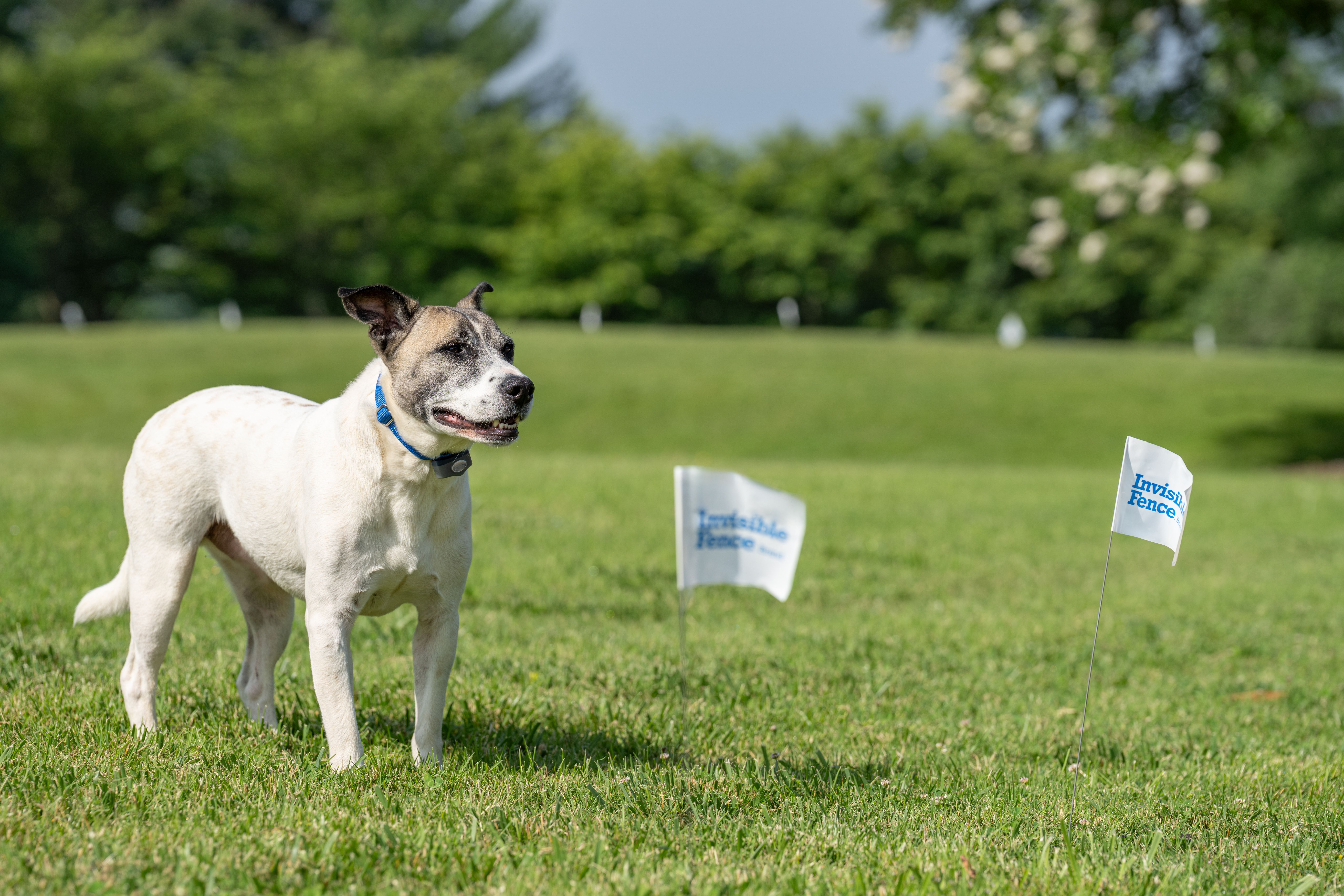 dog wears his invisible fence collar in the yard with flags in the foreground